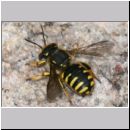 Anthidium manicatum - Grosse Wollbiene w17 10mm.jpg